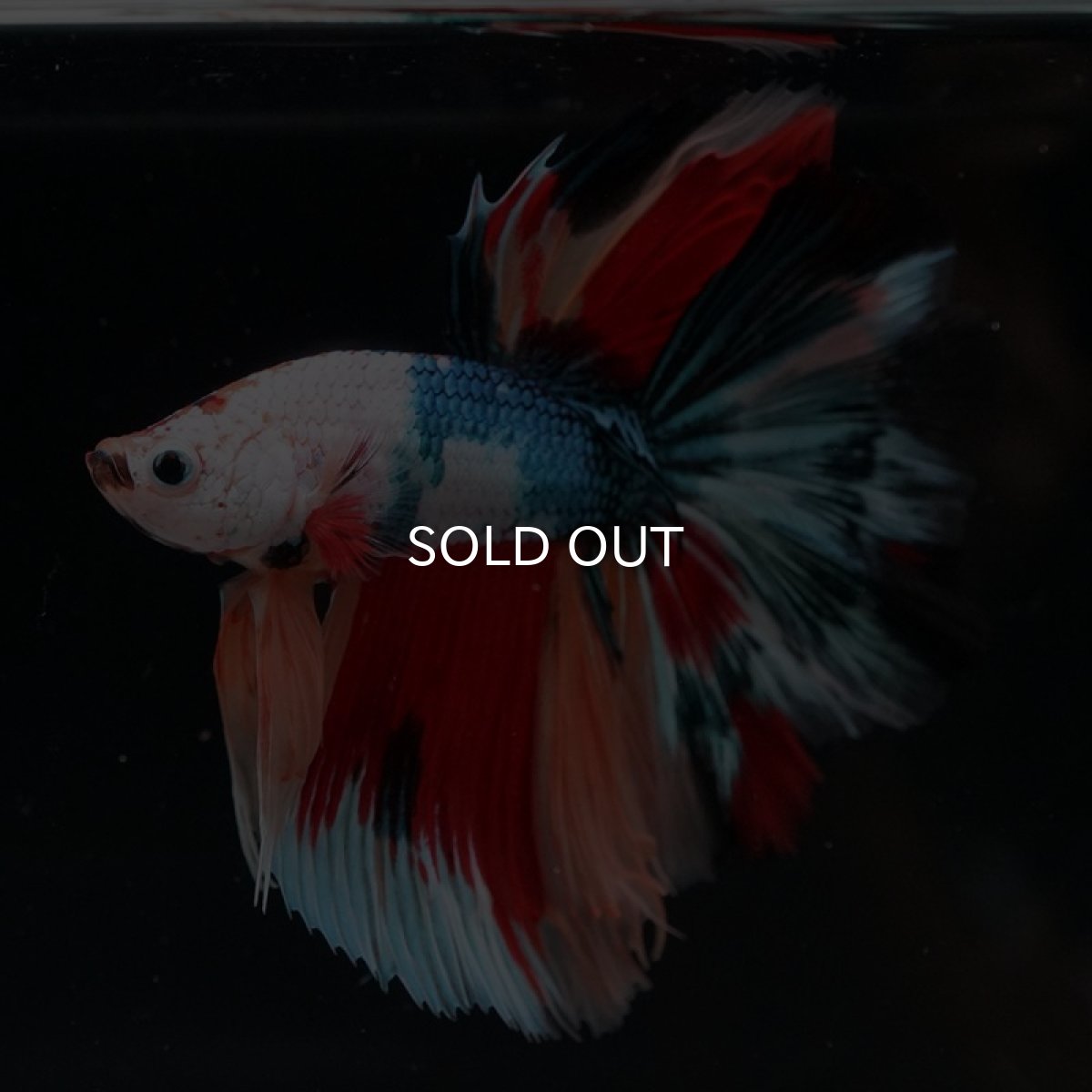 画像7: HM キャンディレインボー (7)