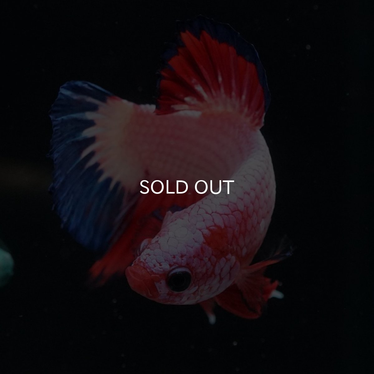 画像8: HMPK ファンシー (8)