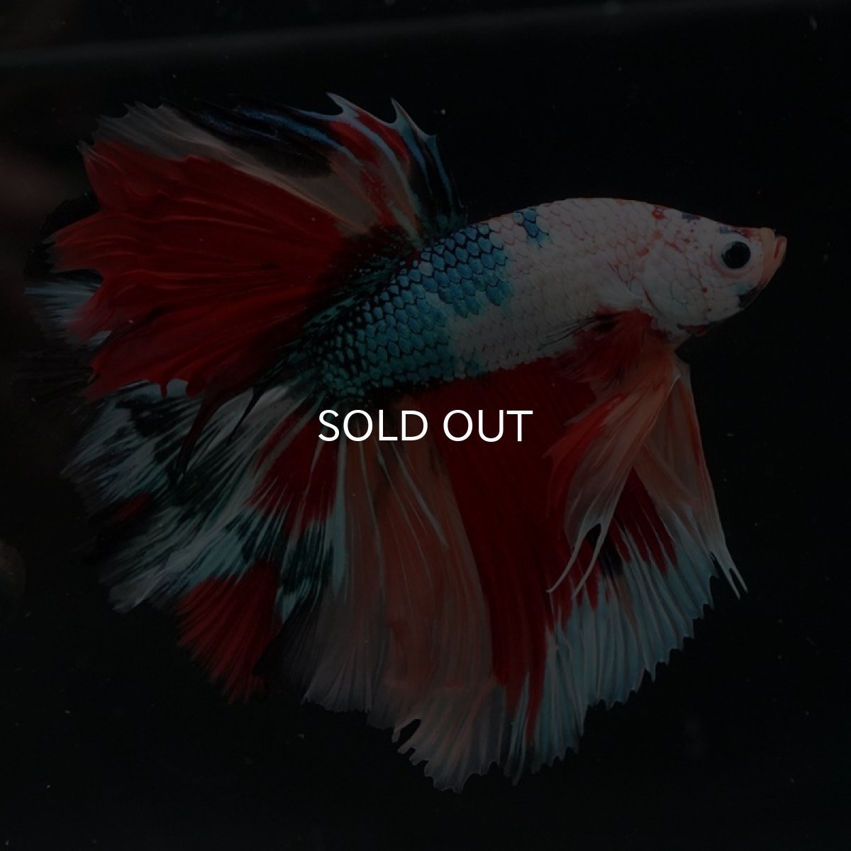 画像6: HM キャンディレインボー (6)