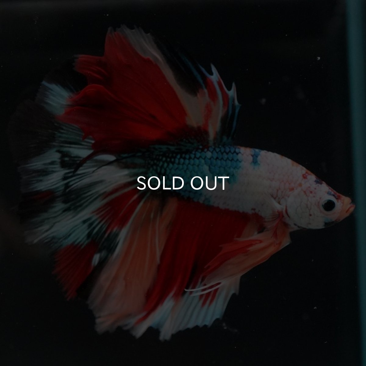 画像5: HM キャンディレインボー (5)