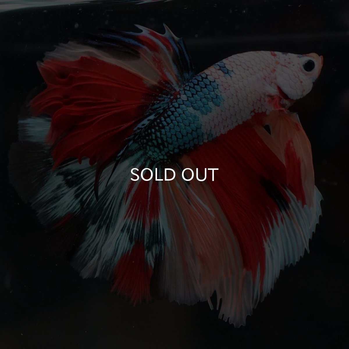 画像4: HM キャンディレインボー (4)