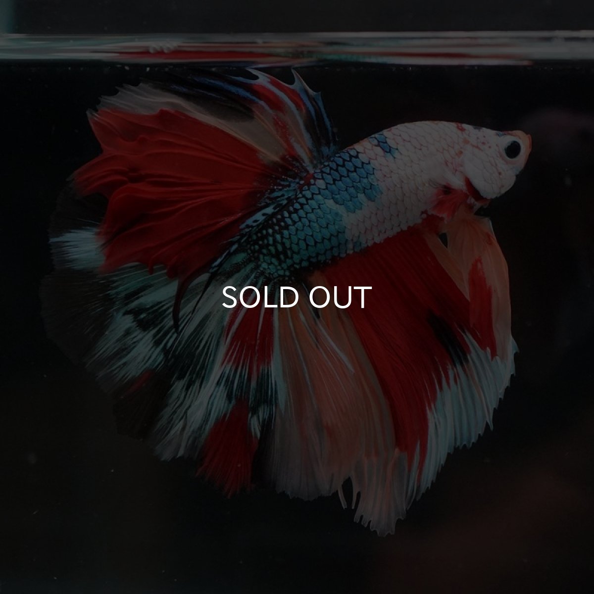 画像3: HM キャンディレインボー (3)