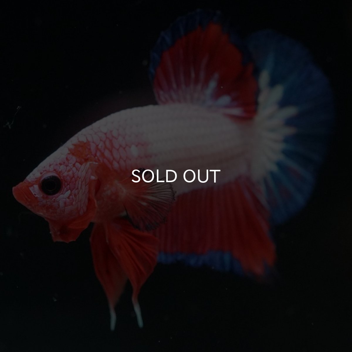 画像7: HMPK ファンシー (7)