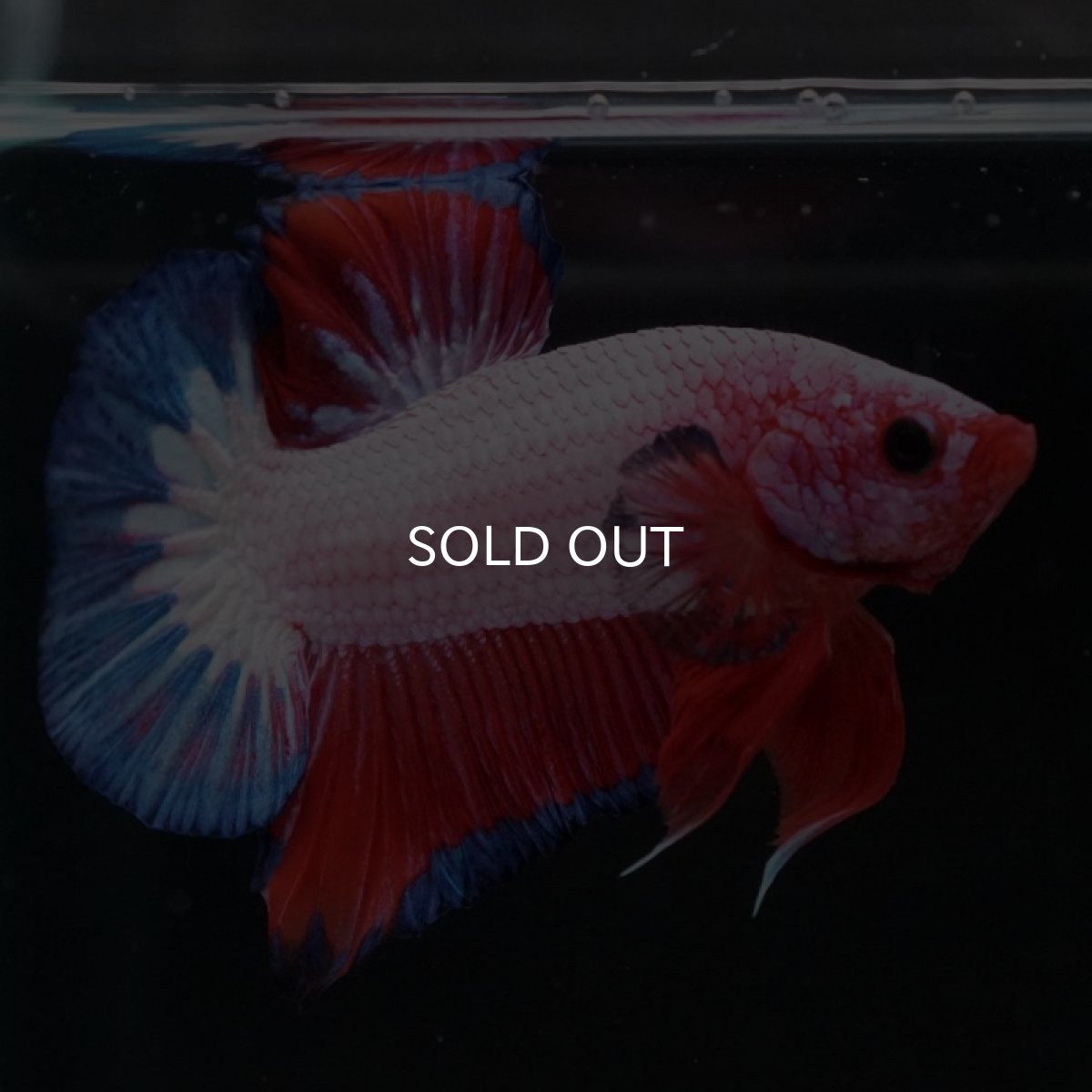 画像6: HMPK ファンシー (6)