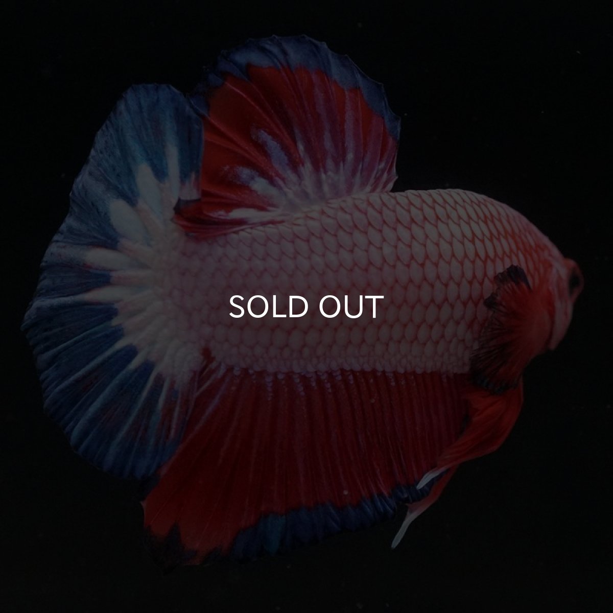 画像4: HMPK ファンシー (4)