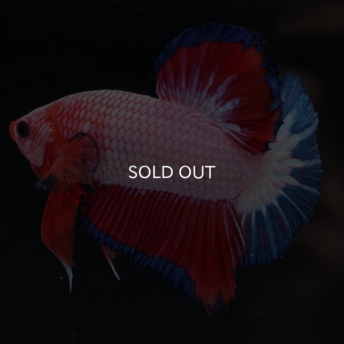 画像3: HMPK ファンシー (3)