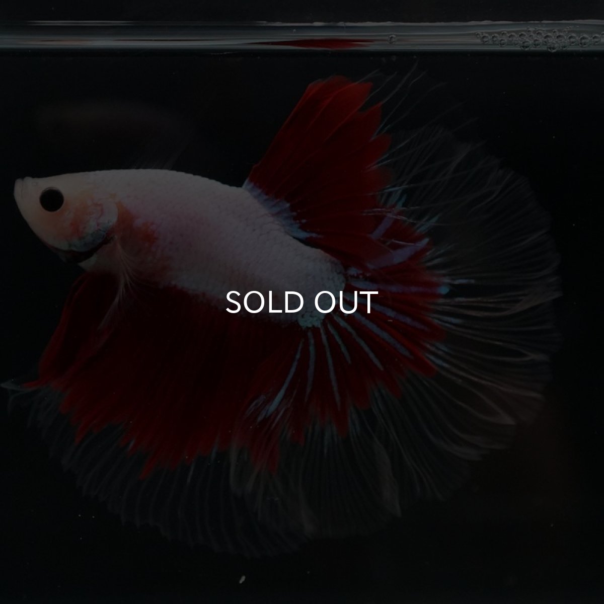 画像8: HM　ファンシークリアフィン ローズテール (8)