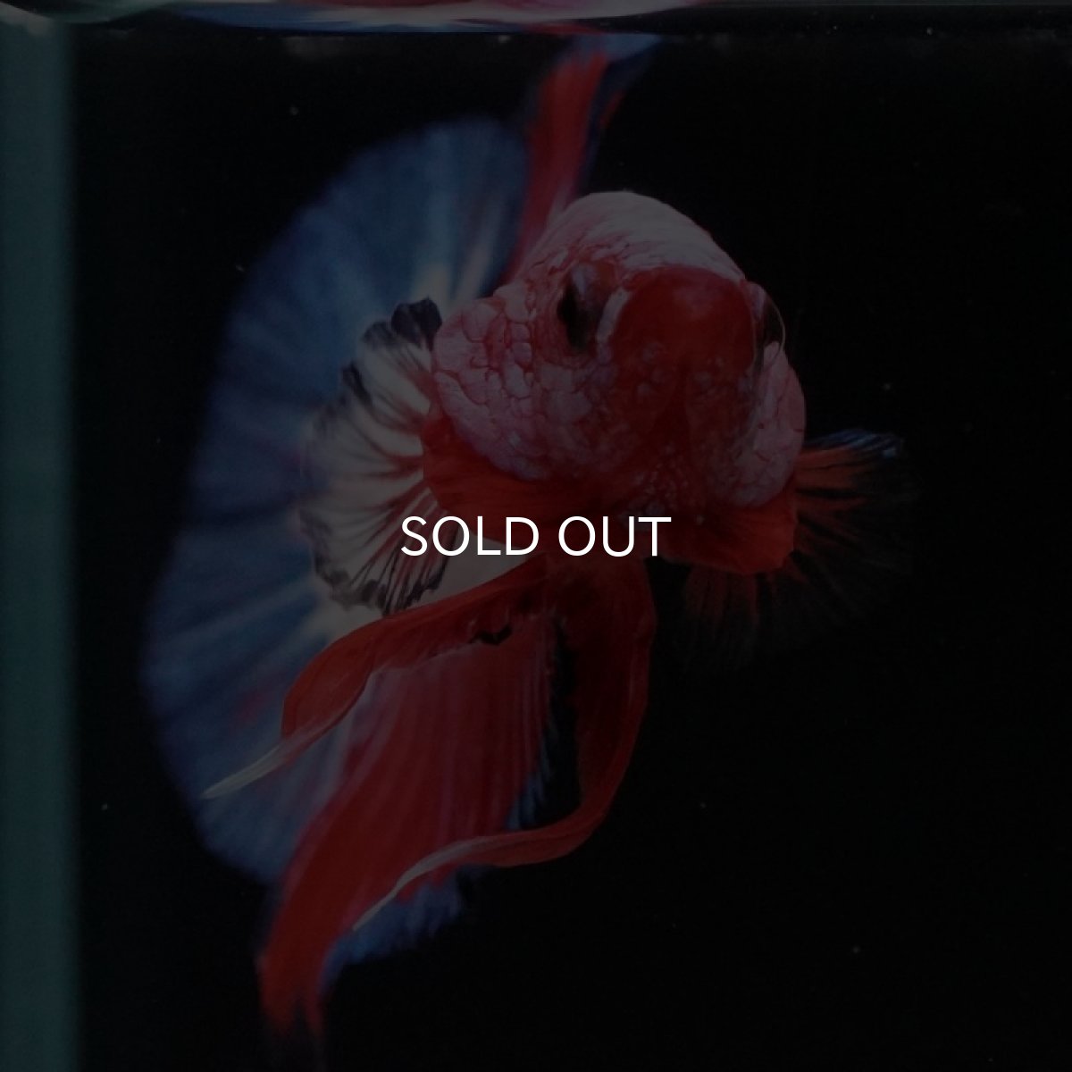 画像5: HMPK ファンシー (5)