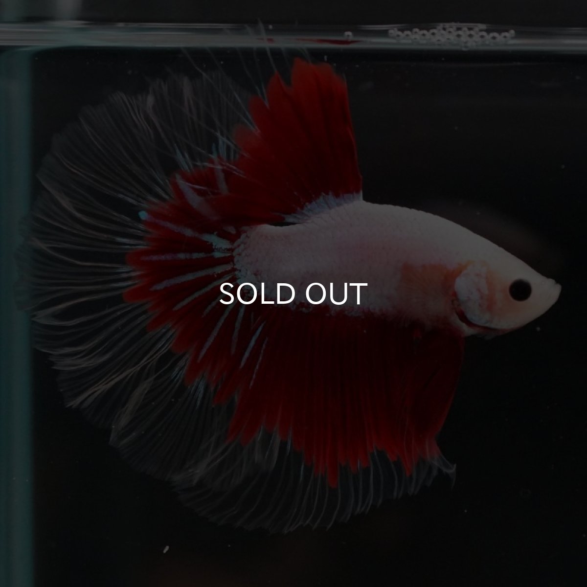 画像7: HM　ファンシークリアフィン ローズテール (7)