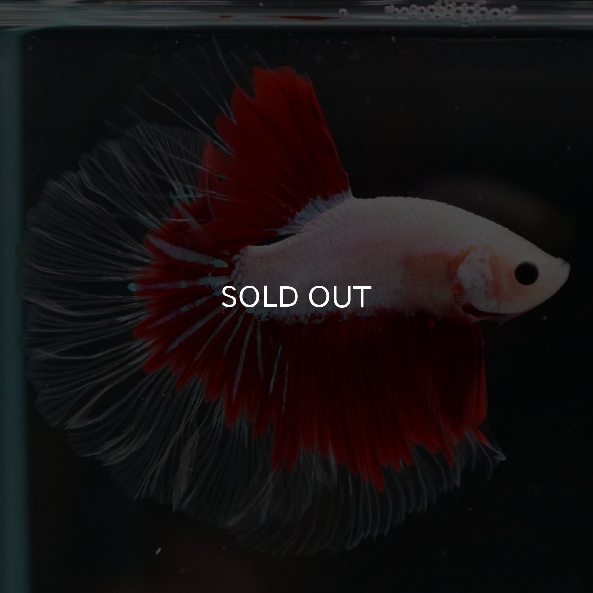 画像6: HM　ファンシークリアフィン ローズテール (6)