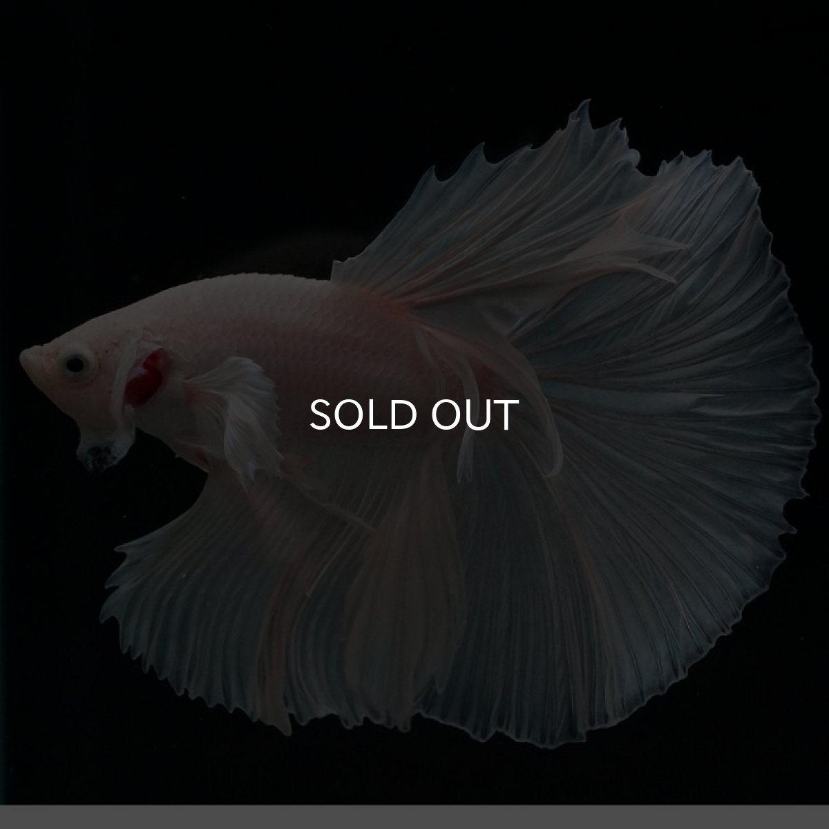 画像7: HM ホワイト (7)