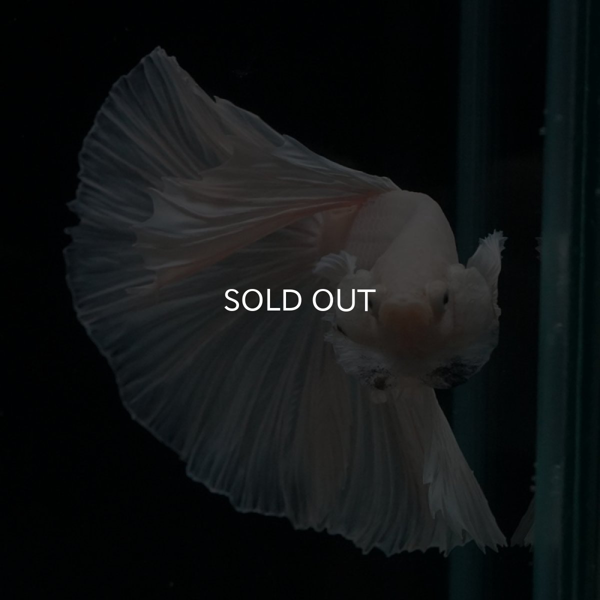 画像6: HM ホワイト (6)