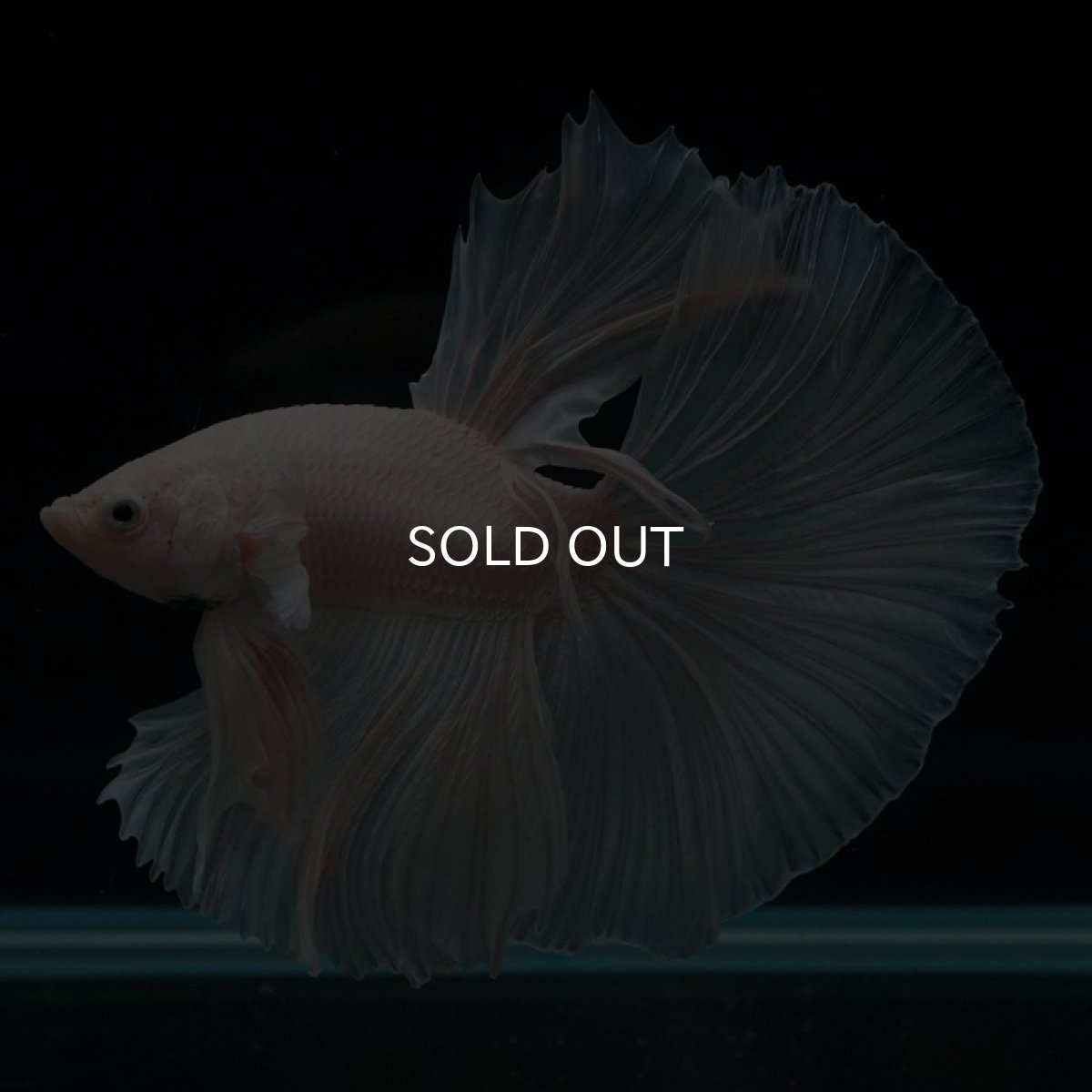 画像5: HM ホワイト (5)