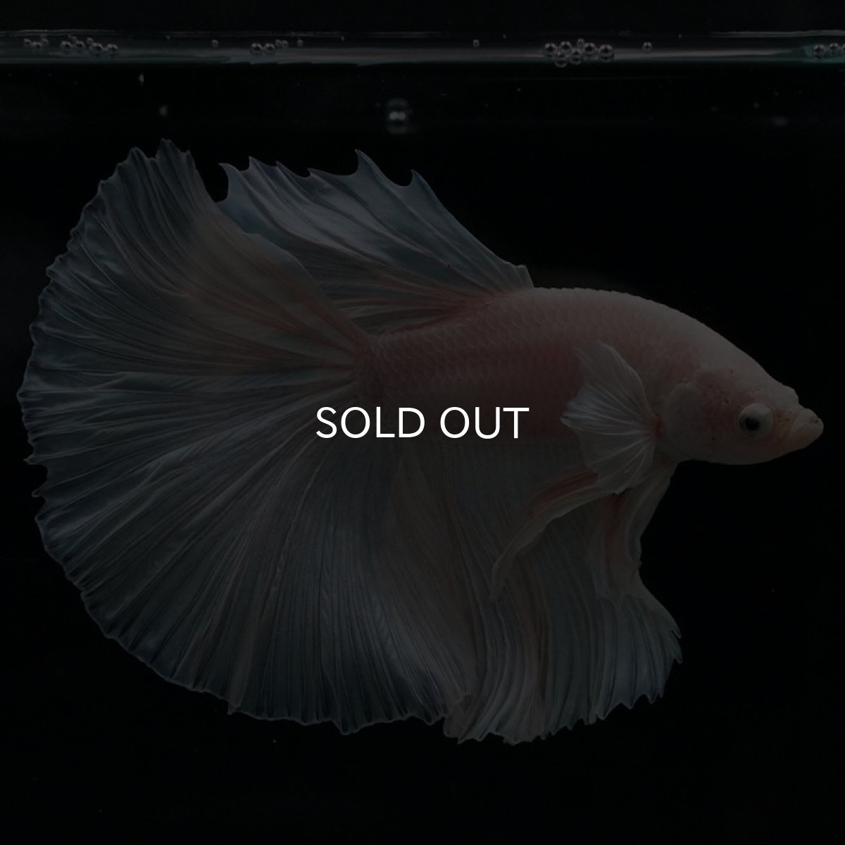 画像4: HM ホワイト (4)