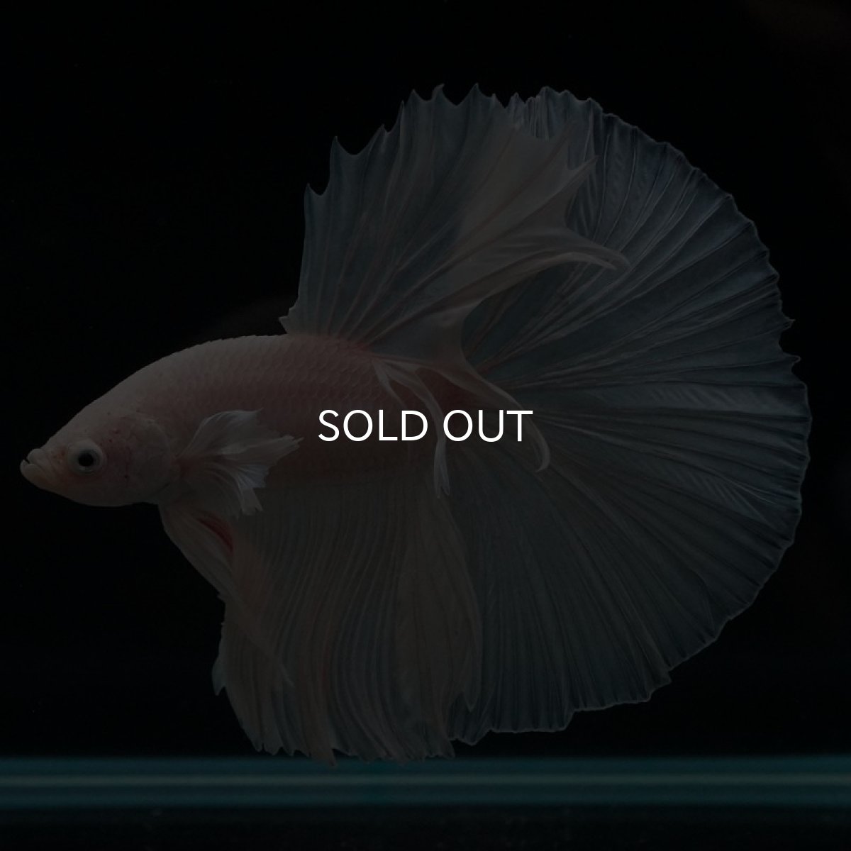 画像3: HM ホワイト (3)