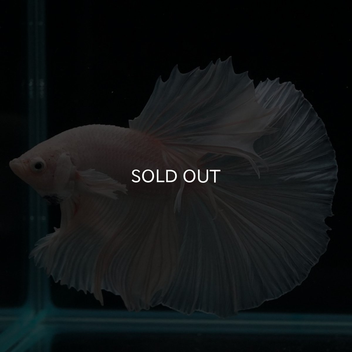 画像2: HM ホワイト (2)