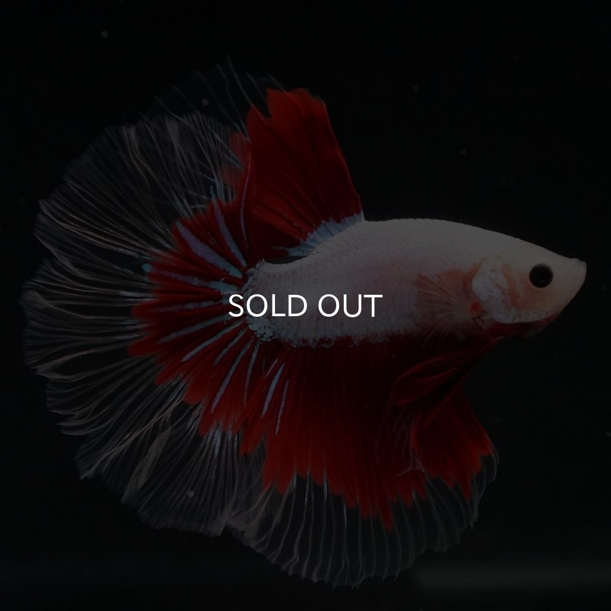 画像3: HM　ファンシークリアフィン ローズテール (3)