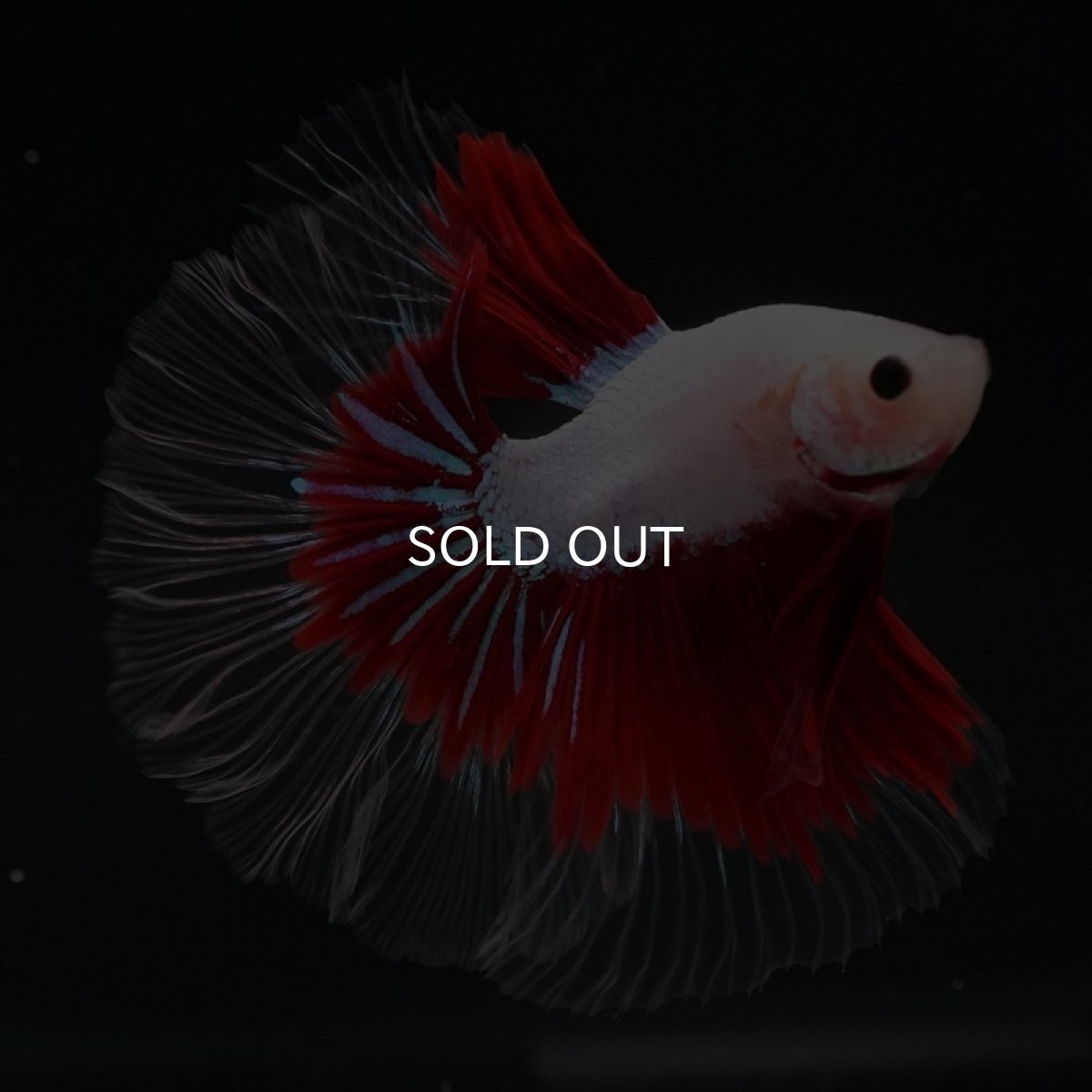 画像2: HM　ファンシークリアフィン ローズテール (2)