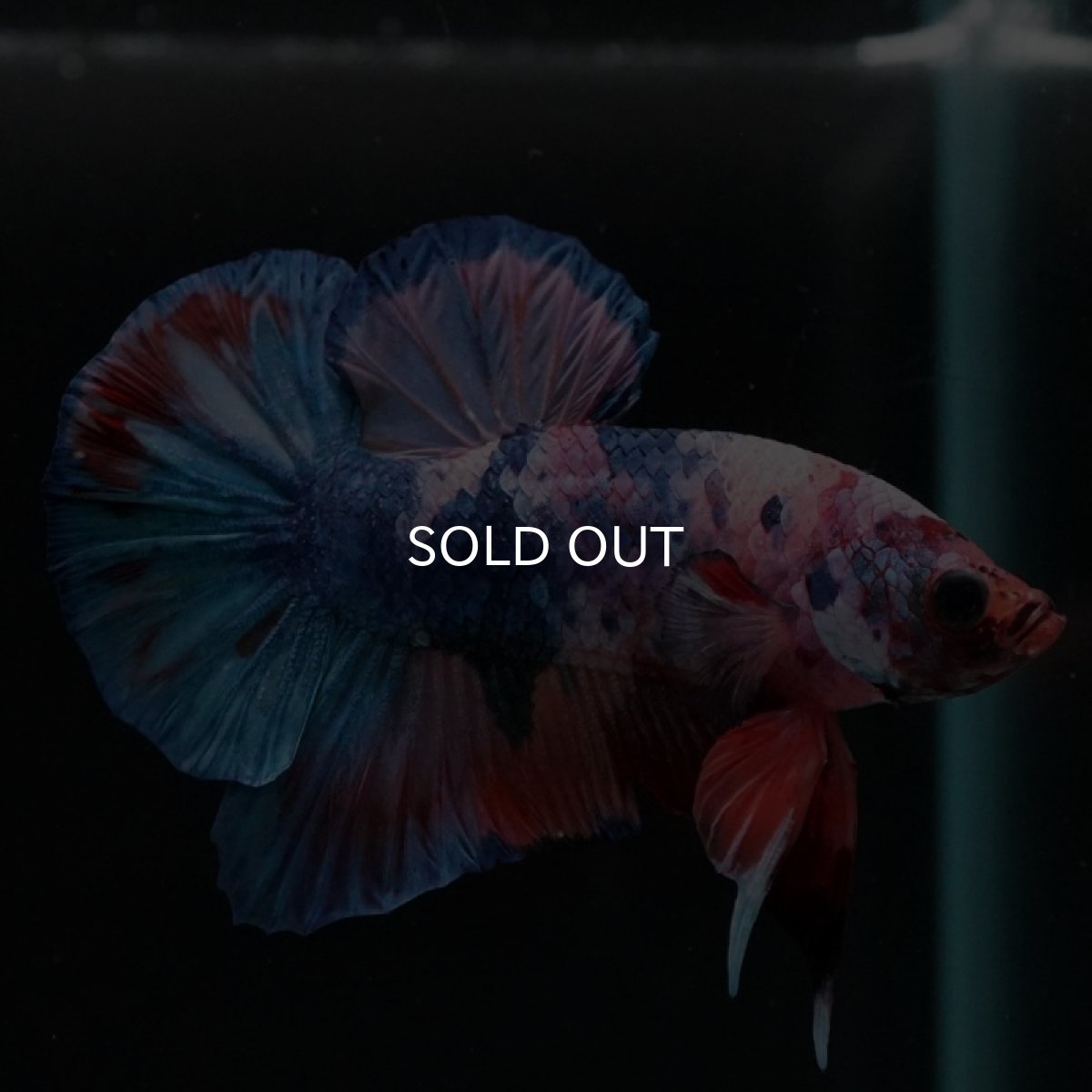 画像2: HMPK ファンシーマーブル (2)