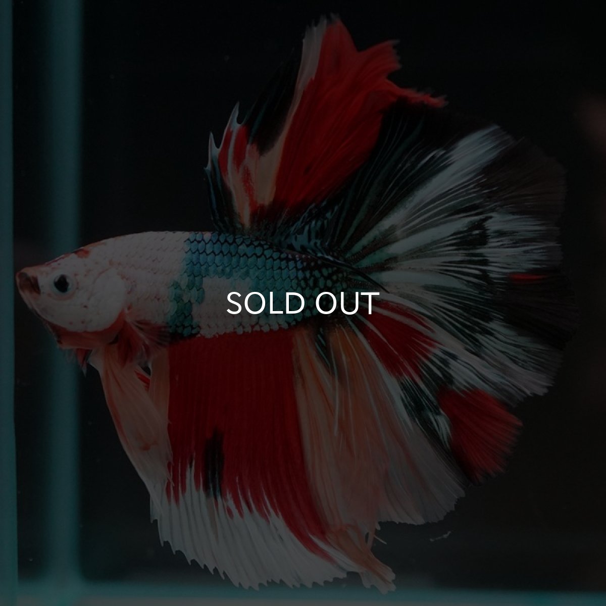 画像2: HM キャンディレインボー (2)