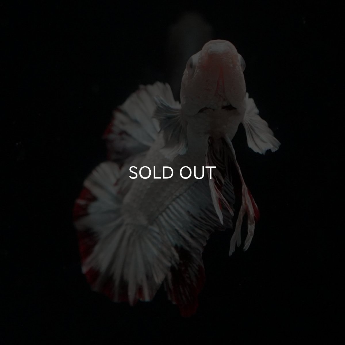 画像8: HMPK　プラチナレッドドラゴン　スノー (8)