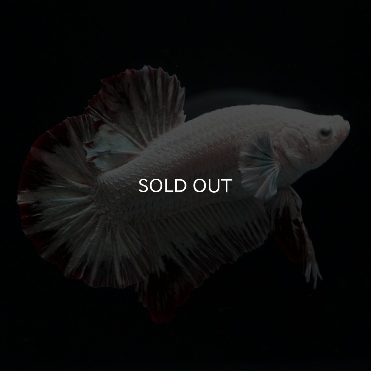 画像7: HMPK　プラチナレッドドラゴン　スノー (7)