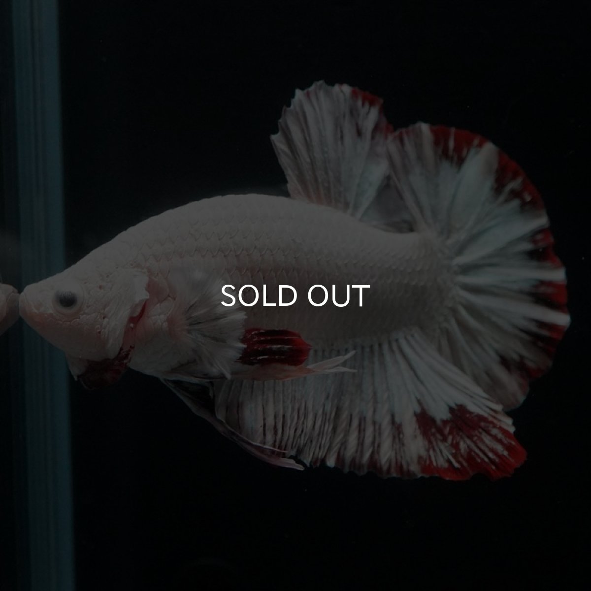 画像4: HMPK　プラチナレッドドラゴン　スノー (4)