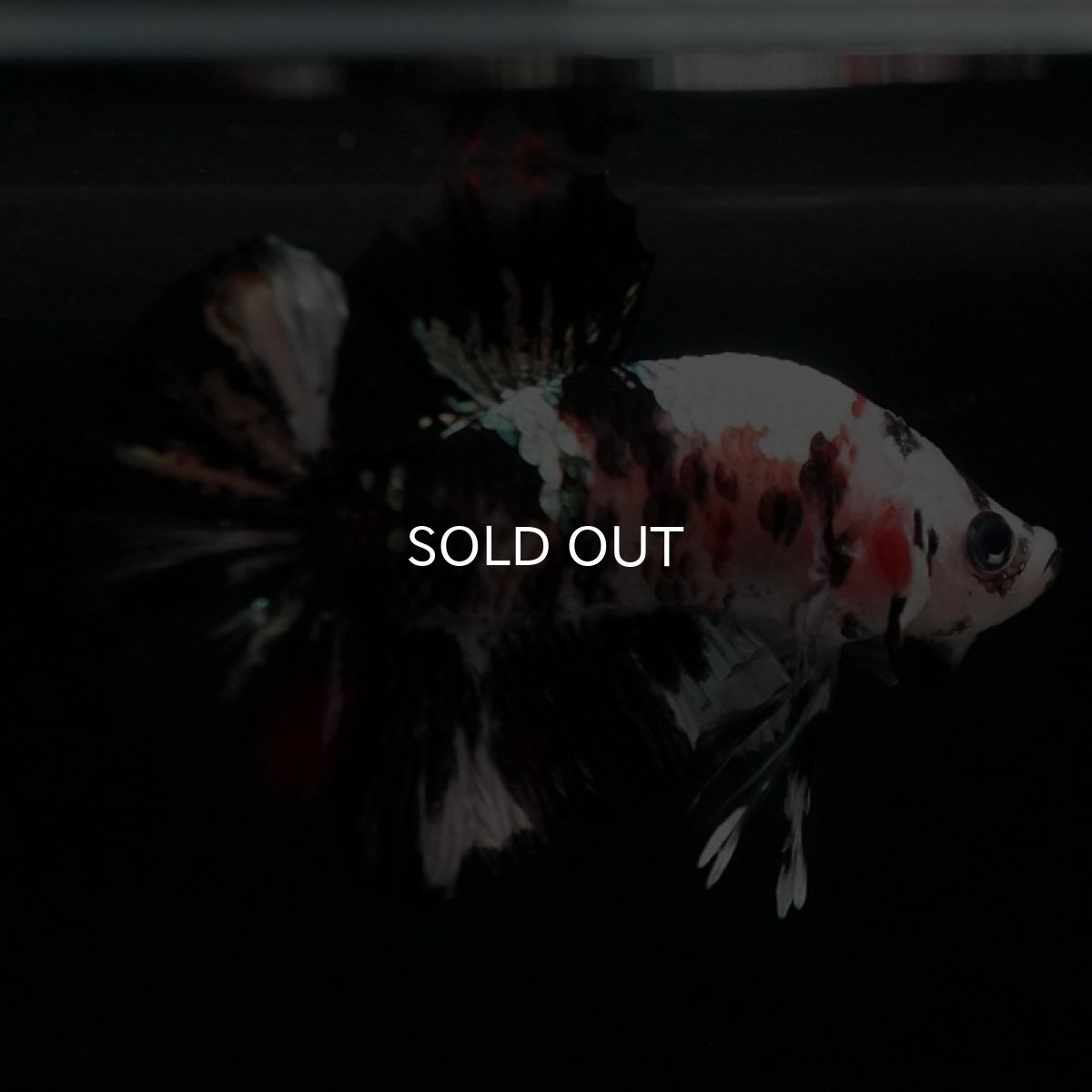 画像4: HMPK 鯉カッパー (4)