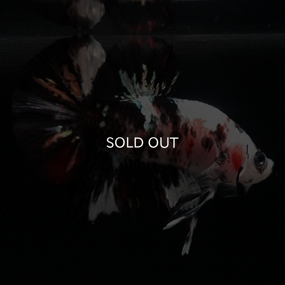 画像6: HMPK 鯉カッパー (6)