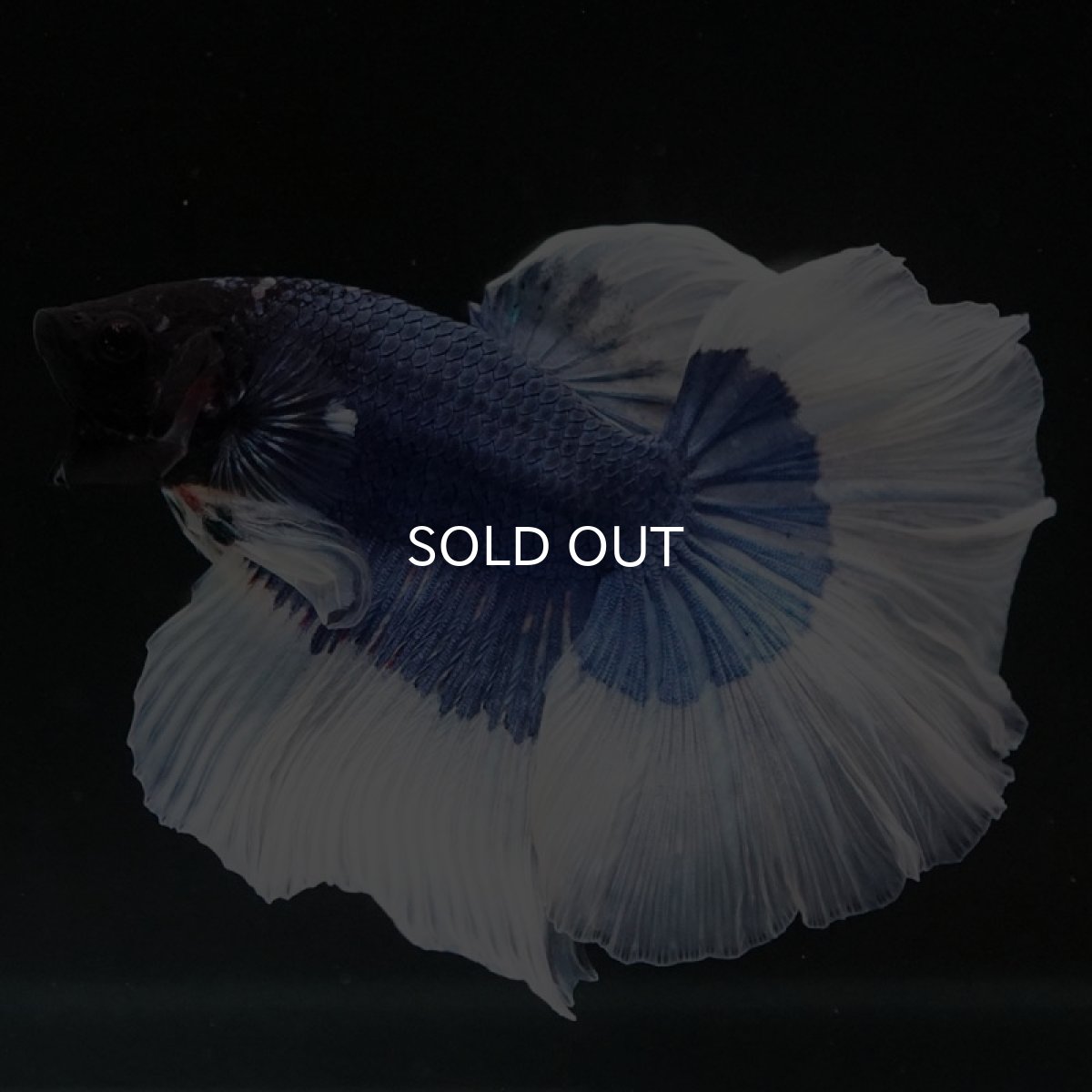 画像5: HM ブルーバタフライ (5)