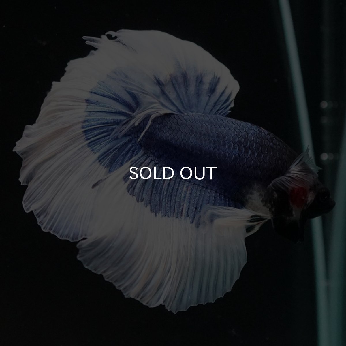 画像6: HM ブルーバタフライ (6)