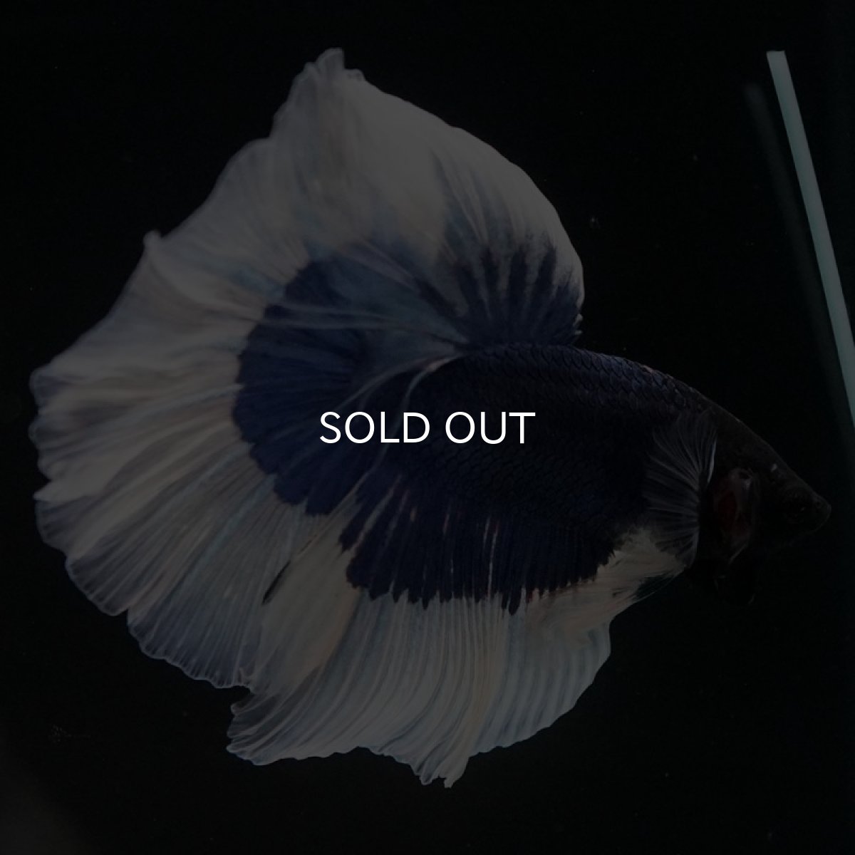 画像4: HM ブルーバタフライ (4)