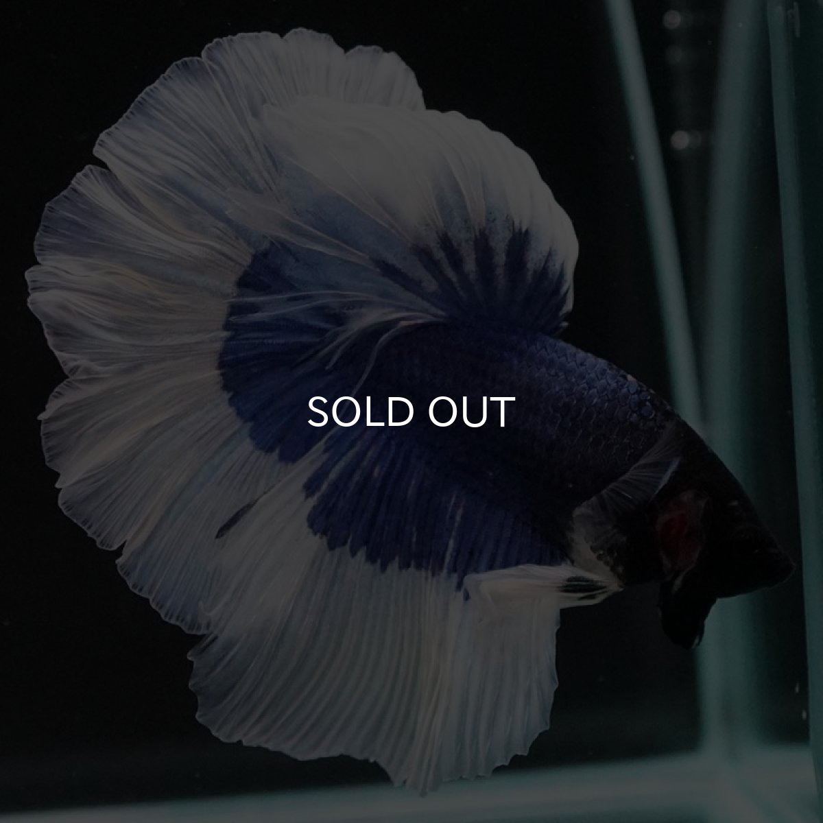 画像2: HM ブルーバタフライ (2)