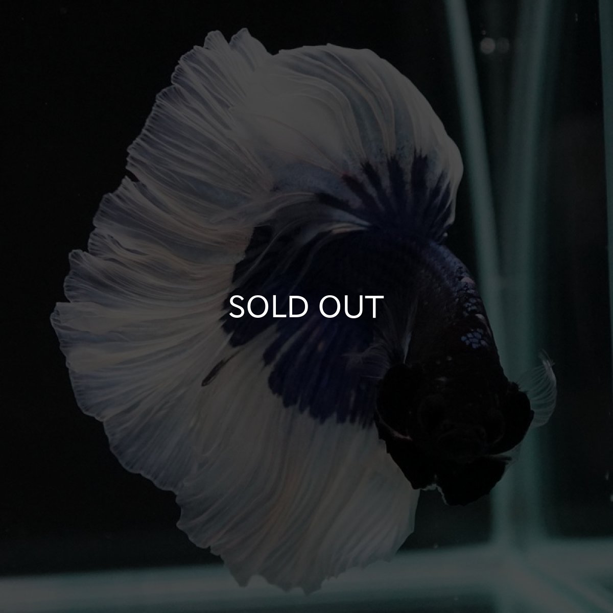 画像3: HM ブルーバタフライ (3)