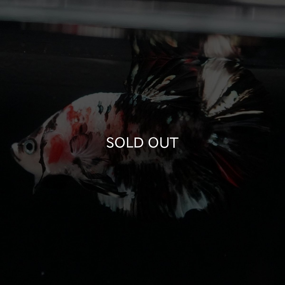 画像5: HMPK 鯉カッパー (5)