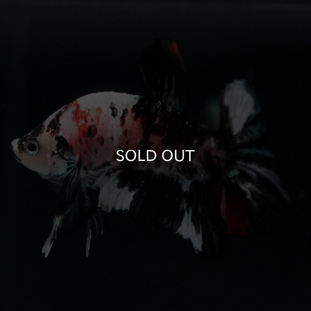 画像3: HMPK 鯉カッパー (3)