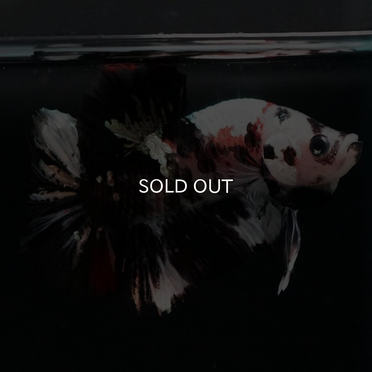 画像2: HMPK 鯉カッパー (2)