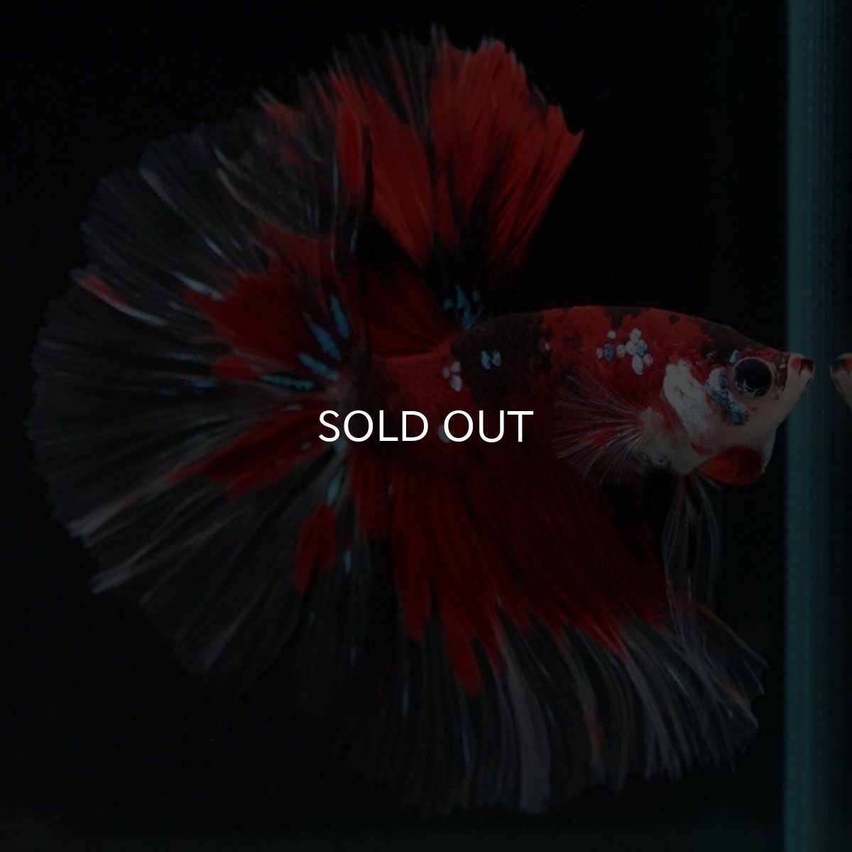 画像6: HM　鯉 (6)