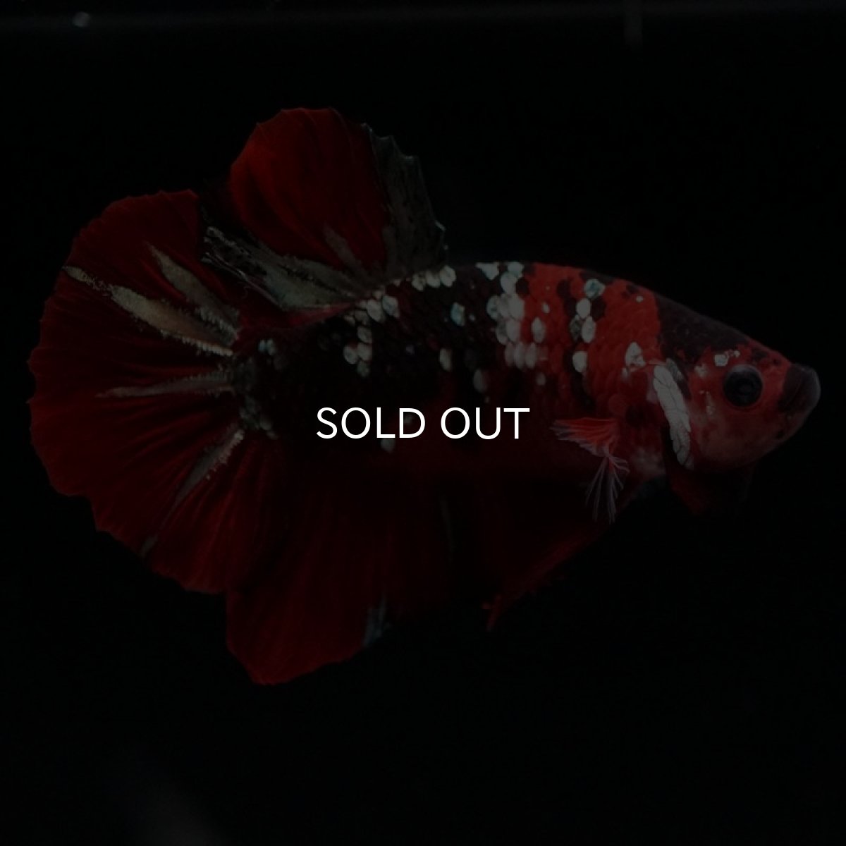 画像8: HMPK レッドカッパーギャラクシー (8)