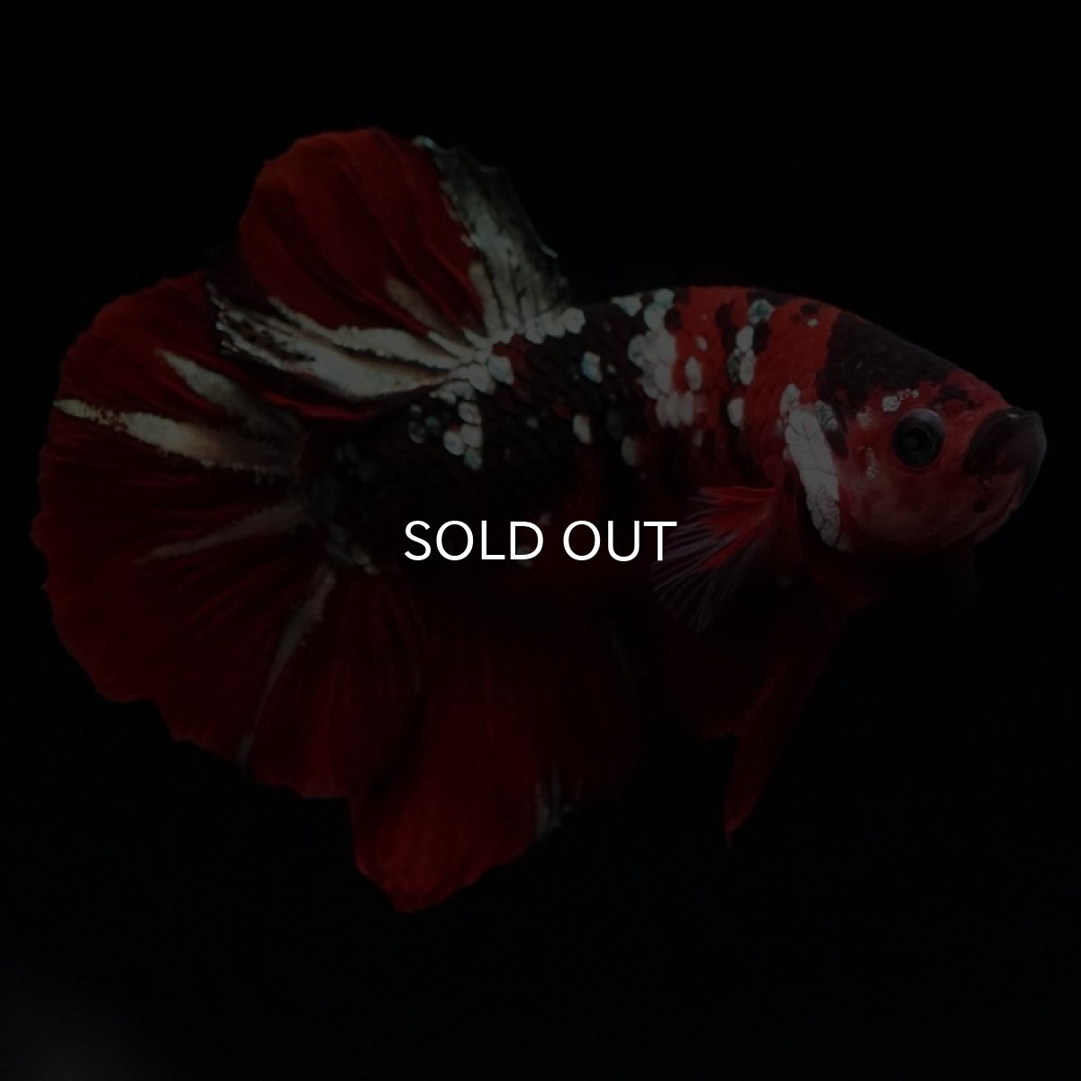 画像7: HMPK レッドカッパーギャラクシー (7)