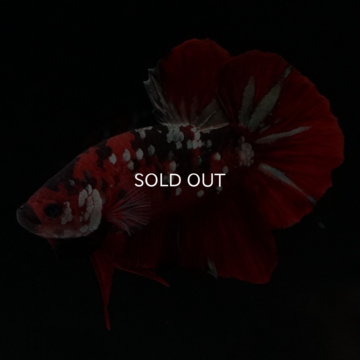 画像4: HMPK レッドカッパーギャラクシー (4)