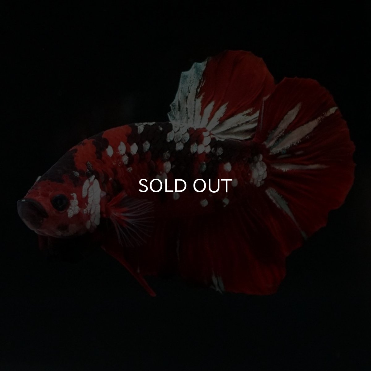 画像6: HMPK レッドカッパーギャラクシー (6)