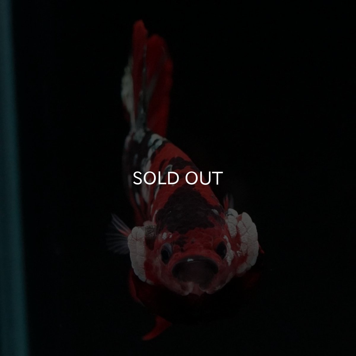 画像3: HMPK レッドカッパーギャラクシー (3)