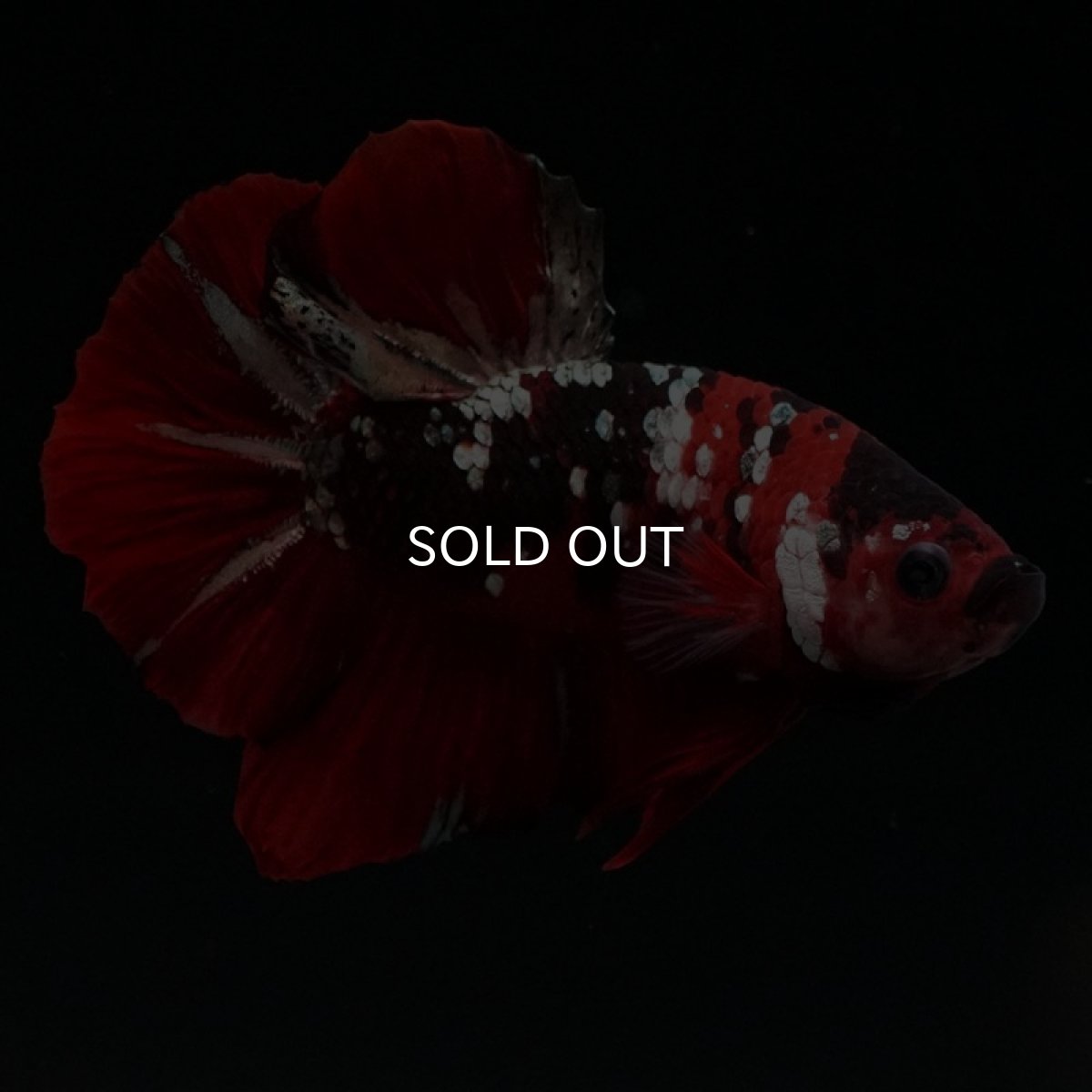 画像2: HMPK レッドカッパーギャラクシー (2)