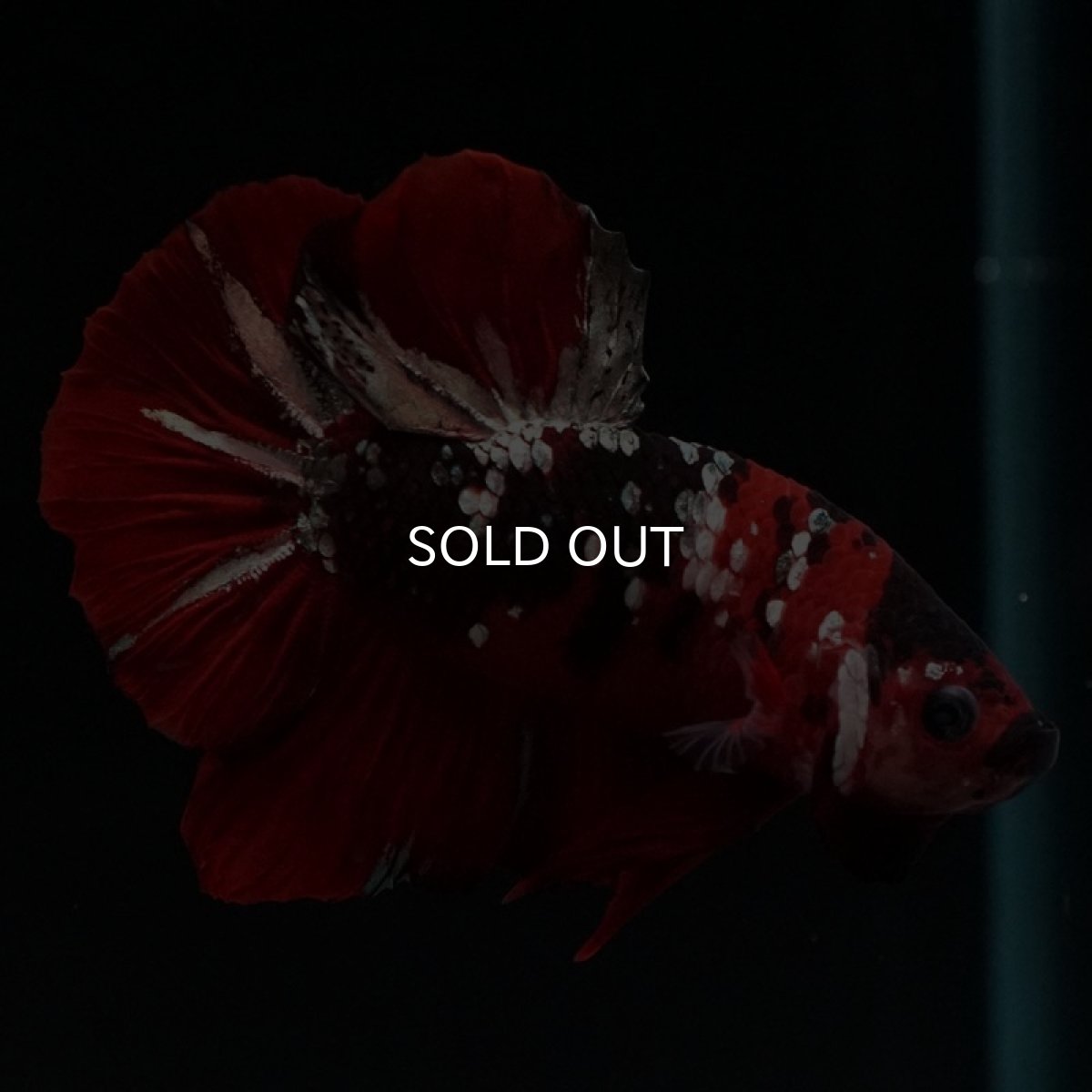 画像5: HMPK レッドカッパーギャラクシー (5)