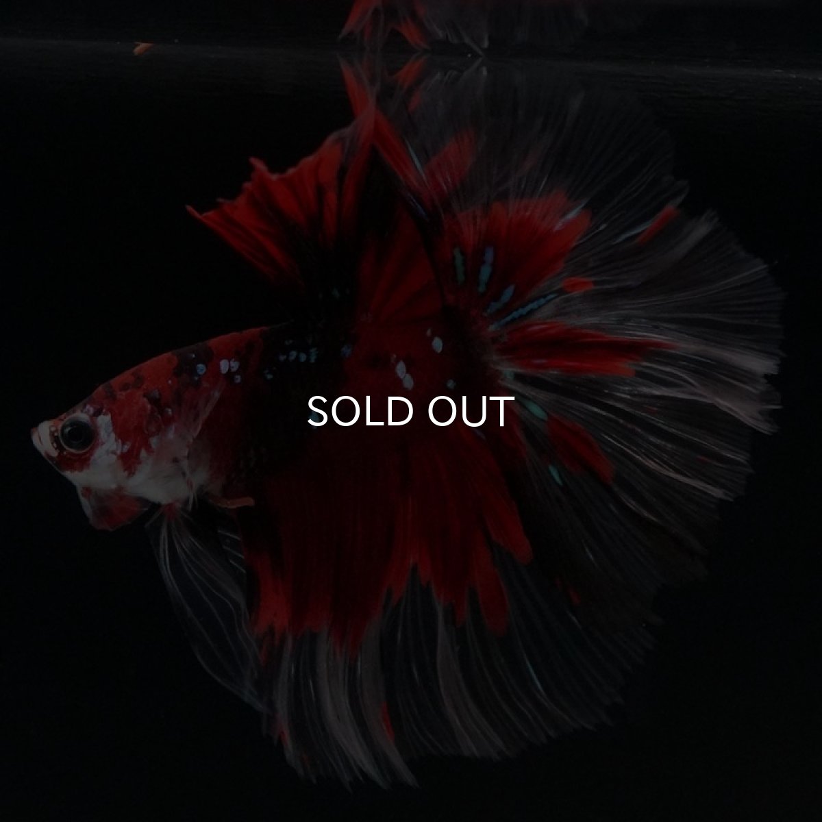 画像3: HM　鯉 (3)