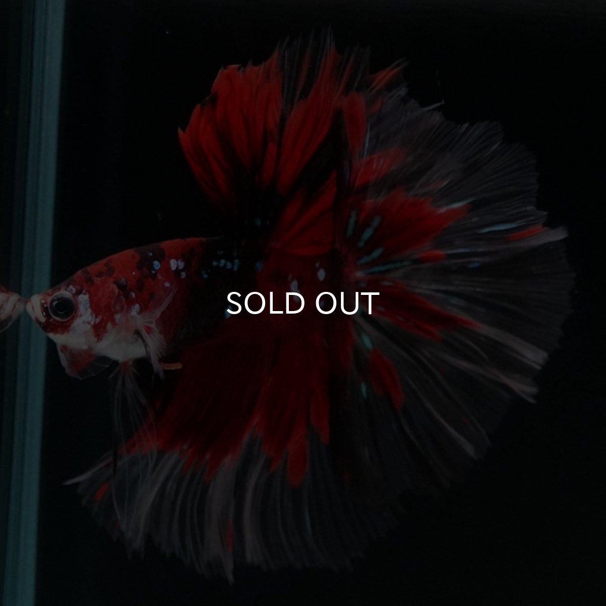 画像5: HM　鯉 (5)