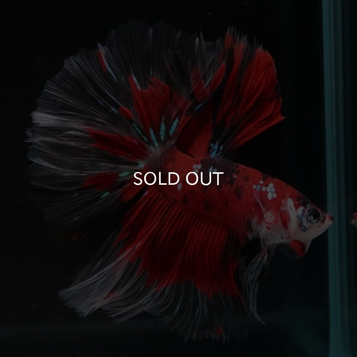 画像2: HM　鯉 (2)