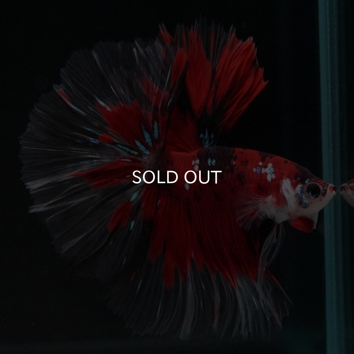 画像4: HM　鯉 (4)