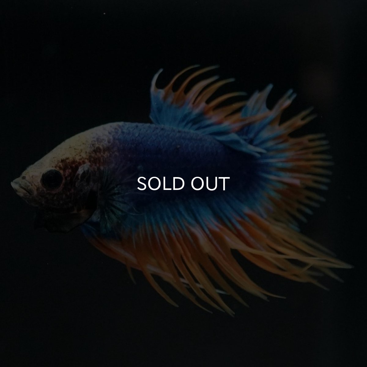 画像5: CTPK イエローブルー (5)